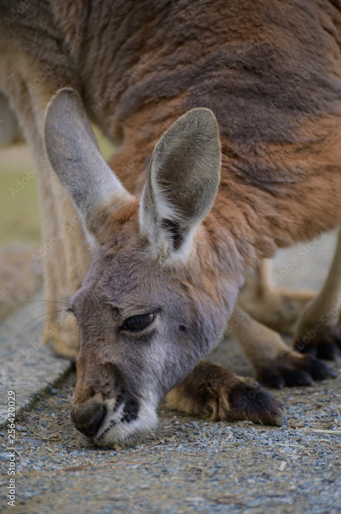 Fototapeta premium カンガルー