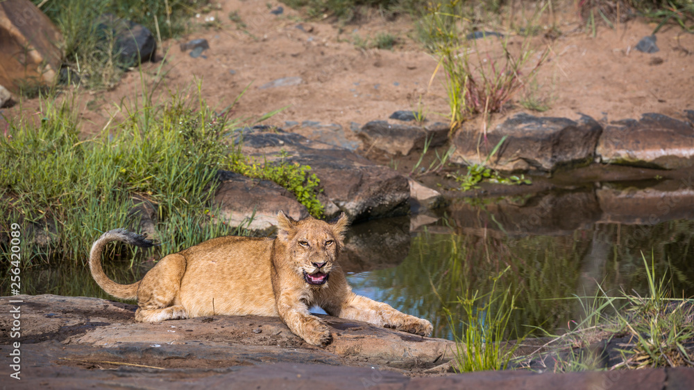 African lion resting along waterhole in Kruger National park, South Africa ; Specie Panthera leo family of Felidae African lion resting along waterhole in Kruger National park, South Africa ; Specie Panthera leo family of Felidae