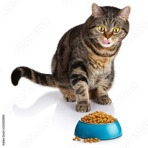 Surprised hungry british tabby cat looking at the blue bowl full of cat dry food, isolated on white background © Yeti Studio