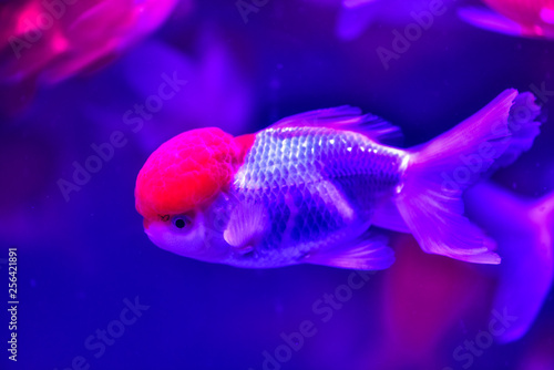 Ornamental fish in market aquariums