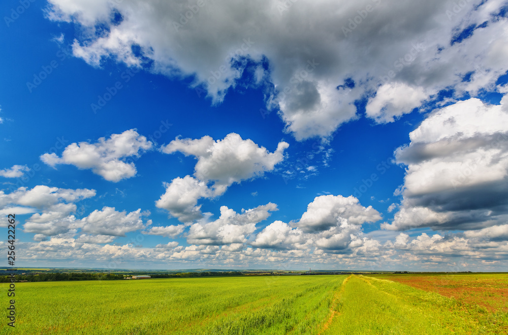 Fototapeta premium Meadow and cloudy sky