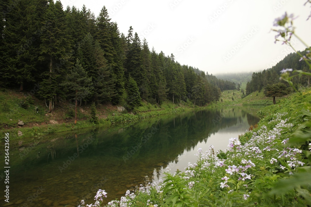 Fototapeta premium endemic flower varieties.artvin/savsat/turkey