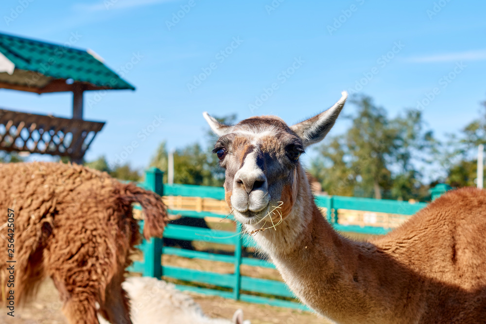 Obraz premium lama at zoo