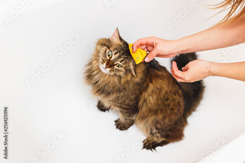 A girl is scratching a cat with a furminator. White bathroom as background photo