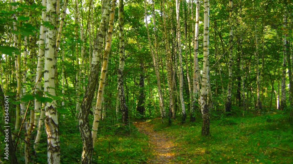 Fototapeta premium view of the beautiful spring forest in bright green colors