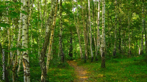 view of the beautiful spring forest in bright green colors