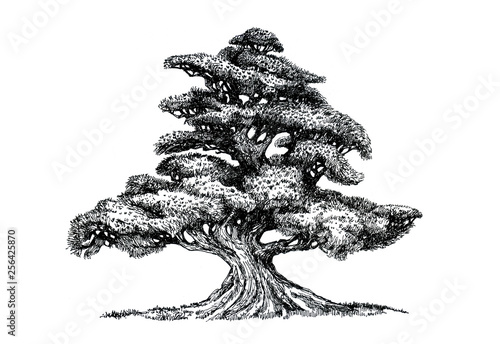 Fabulous bonsai tree in oriental style. Ink drawing.