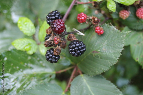 blackberries on blackberry bush bramble growing ripening 