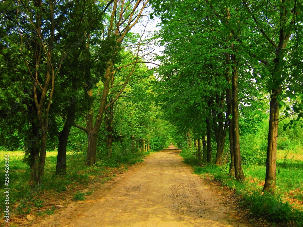 view of the beautiful spring forest in bright green colors view of the beautiful spring forest in bright green colors