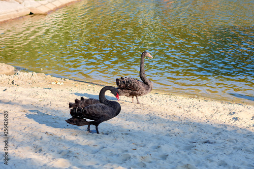 black swans in the zoo near the water