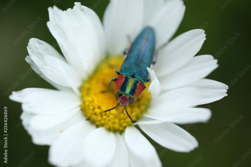 an insect crawling on a white flower. an insect crawling on a white flower.