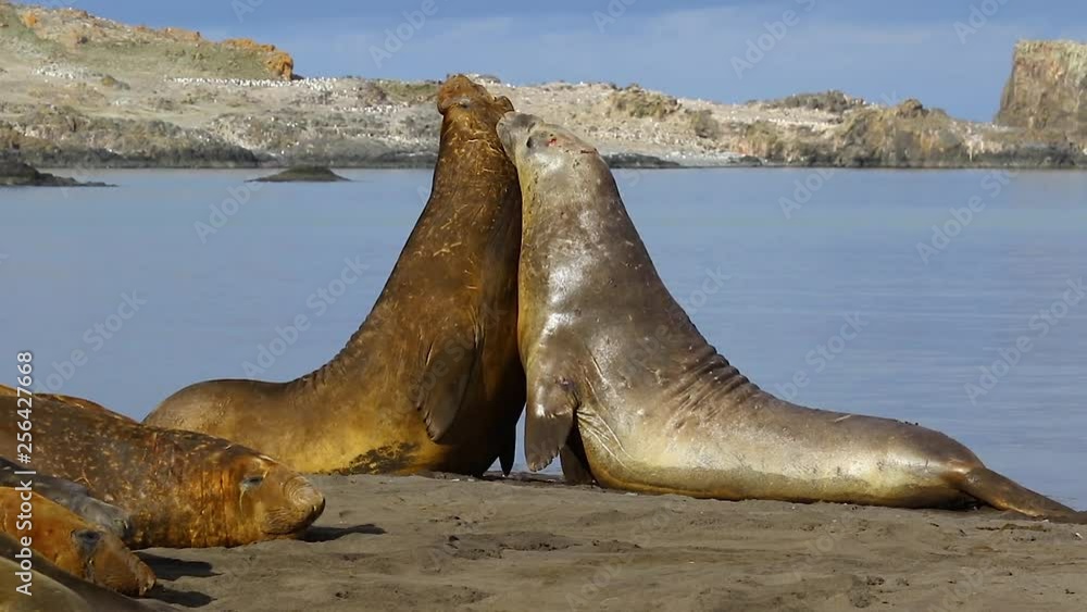 Elephant seals are fighting on the beach in Antarctica Elephant seals are fighting on the beach in Antarctica