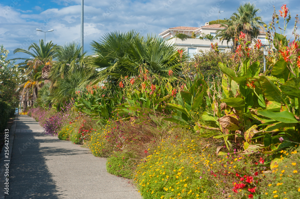 Fototapeta premium Plants in Saint-Raphael