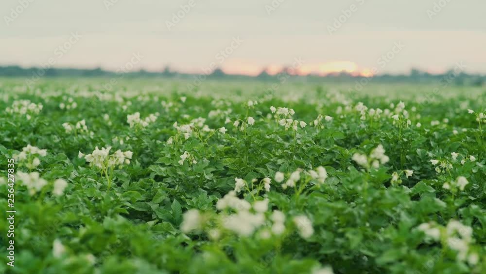 White flowers of blooming potatoes at selective focus on a blurr White flowers of blooming potatoes at selective focus on a blurr