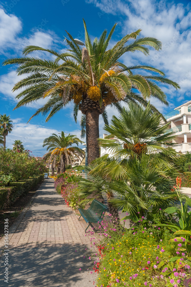 Palm trees in Saint-Raphael