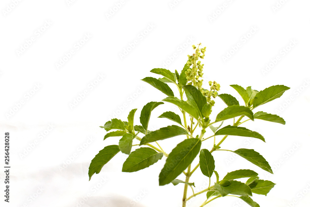 Obraz premium Thai basil on white background