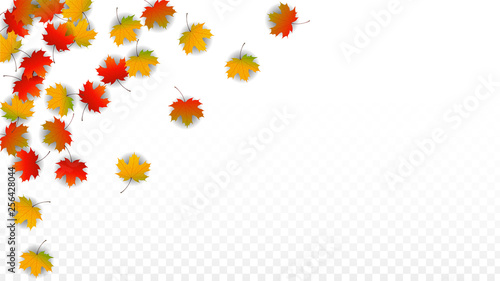 September Vector Background with Golden Falling Leaves. Autumn Illustration with Maple Red, Orange, Yellow Foliage. Isolated Leaf on Transparent Background. Bright Swirl. Suitable for Posters.