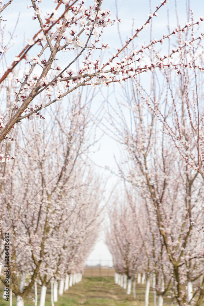 Orchard trees in bloom, springtime beauty