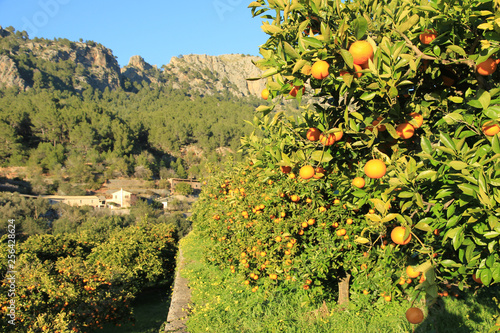 Orangen im Tal von Soller