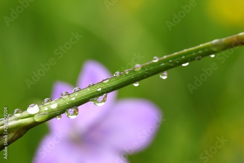 water drops on the green grass .turkey
