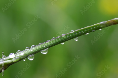 water drops on the green grass .turkey