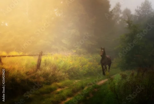 Obraz kary koń na ścieżce