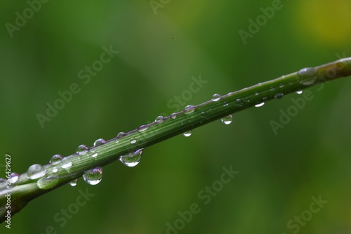 water drops on the green grass .artvin/turkey/savsat