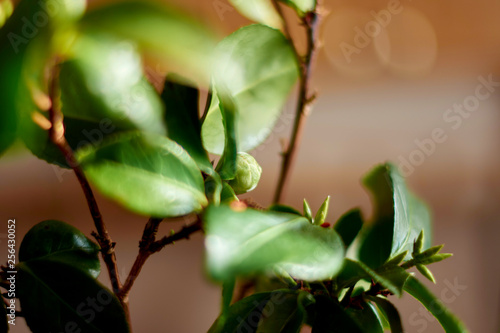 leaves of tree