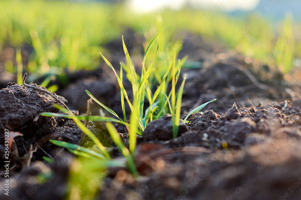 Fototapeta premium Green wheat field. Young wheat in neat rows