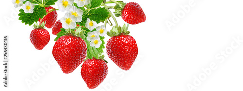 red berry strawberries plant on white isolated