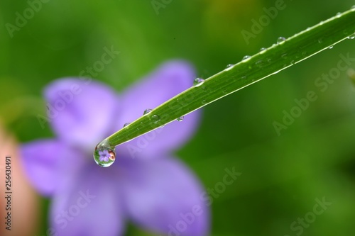 water drops on the green grass 