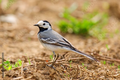 White wagtail motacilla alba isolated on brown background © Robert Adami