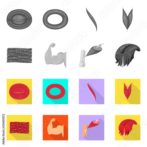 Isolated object of fiber and muscular symbol. Set of fiber and body  stock vector illustration.