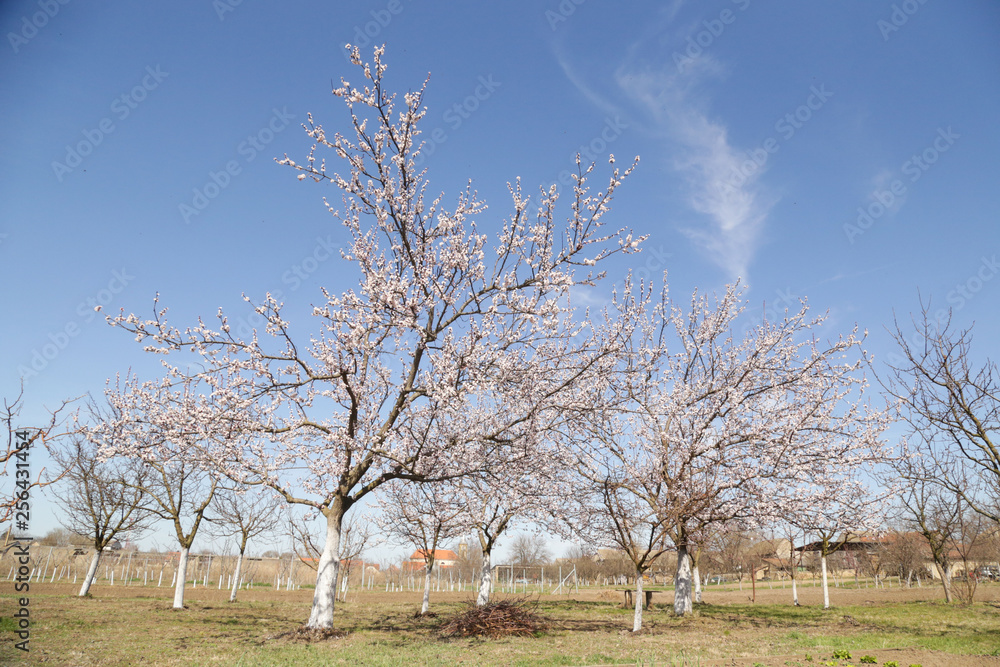 Orchard trees in bloom, springtime beauty Orchard trees in bloom, springtime beauty