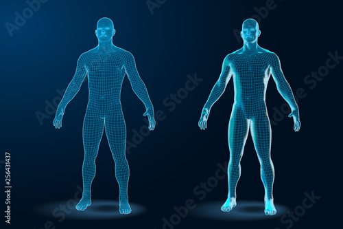 Temlate set of Human Body 3D Polygonal Wireframe Blueprint. Vector Illustration #256431437