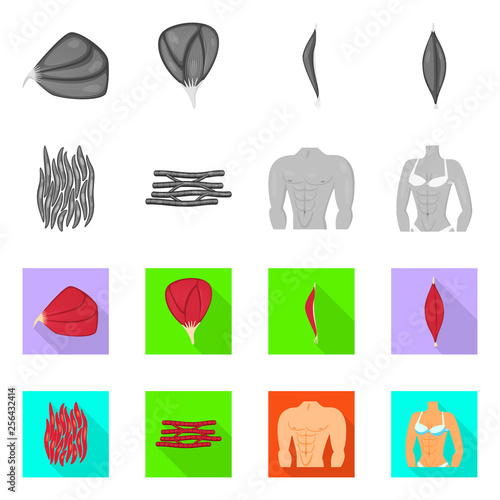Isolated object of fiber and muscular icon. Collection of fiber and body  vector icon for stock.