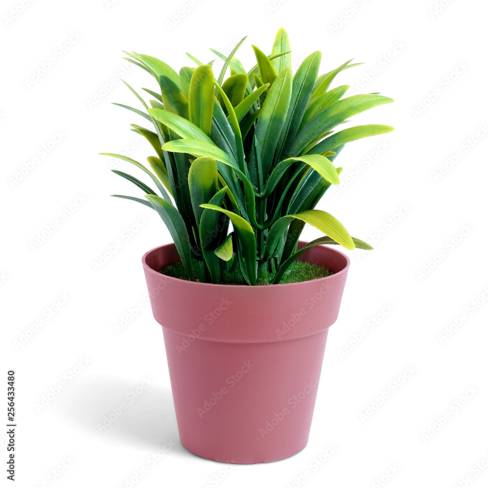 Small plant in a brown pot, isolated white background.This has clipping path Small plant in a brown pot, isolated white background.This has clipping path
