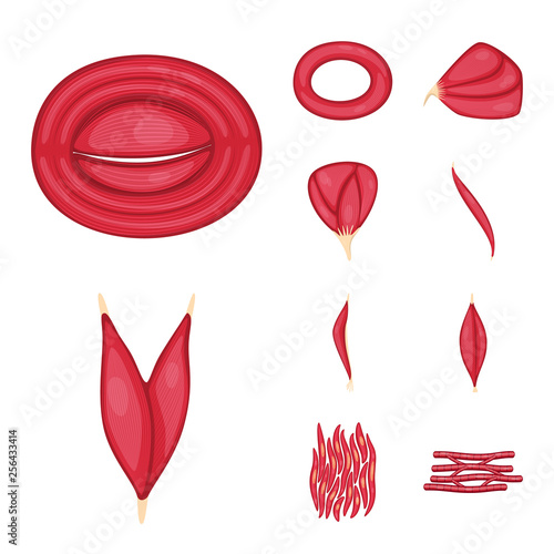 Isolated object of muscle and cells symbol. Collection of muscle and anatomy stock vector illustration.