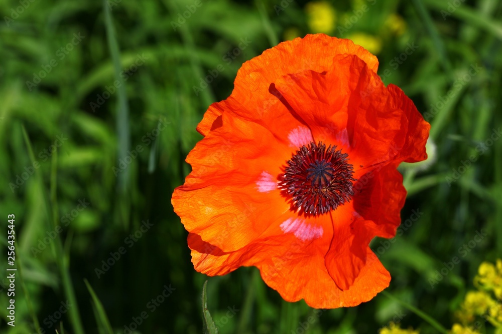Poppy flowers meadow and nice sunset scene Poppy flowers meadow and nice sunset scene