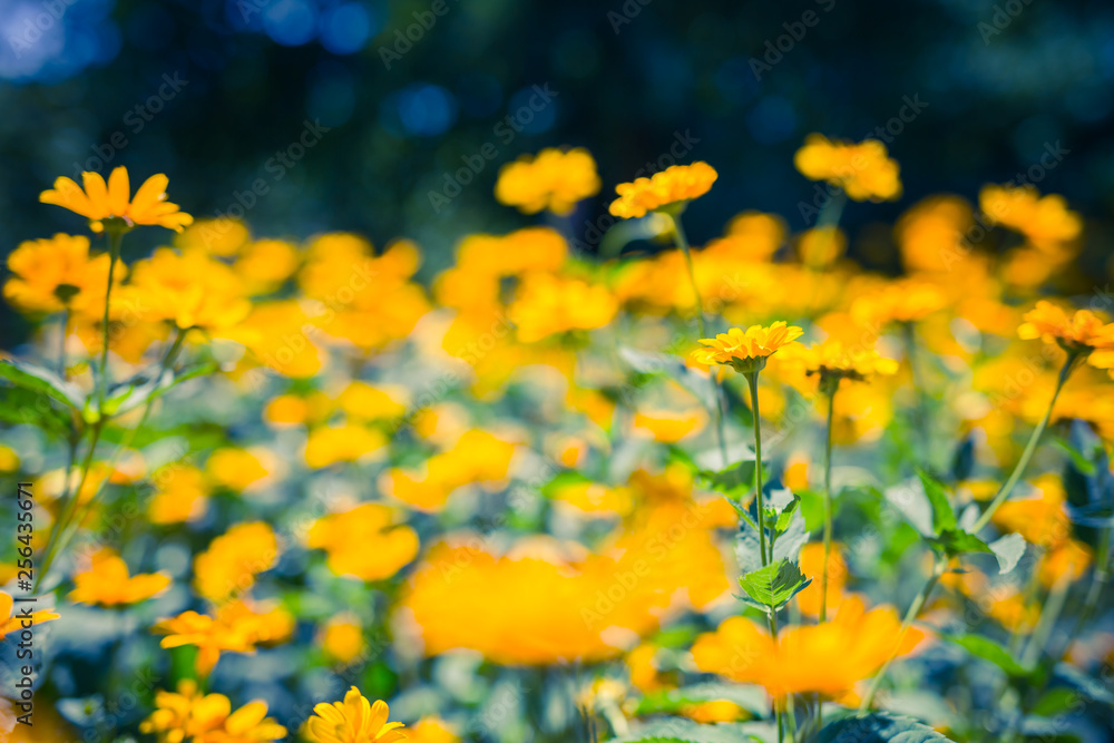 Contrast of sunny daisy like yellow flowers and blue background, rustic background, space for text, selective focus Contrast of sunny daisy like yellow flowers and blue background, rustic background, space for text, selective focus