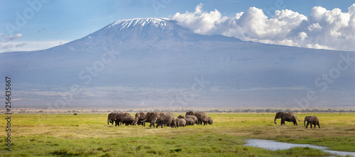 Panarama of elephants walking through the grass beneath Mt Kilimanjaro photo