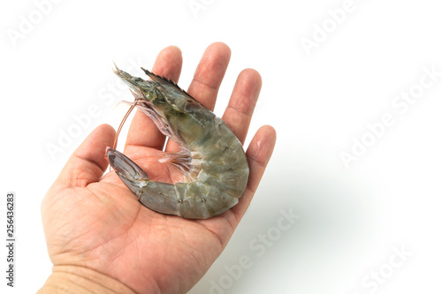 The hands of men are holding fresh raw pacific white shrimp on white background. photo