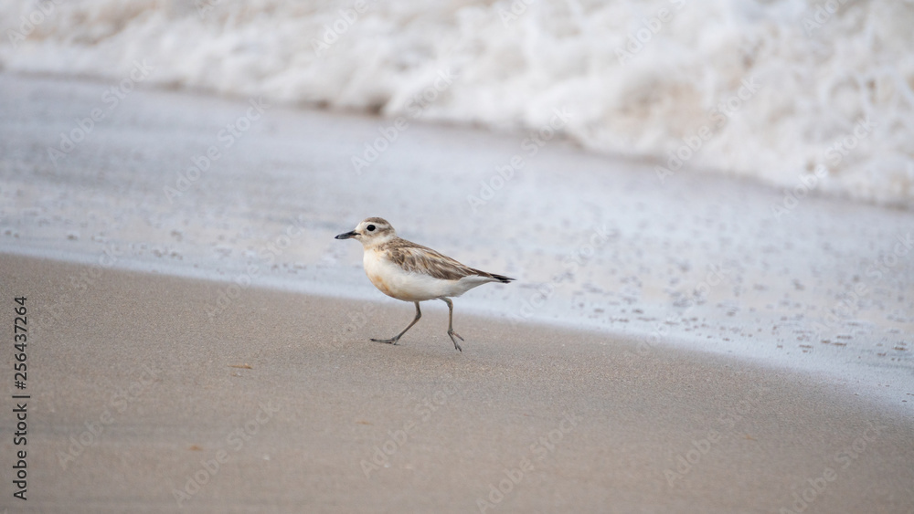 Banded dotterel bird at a beach Banded dotterel bird at a beach