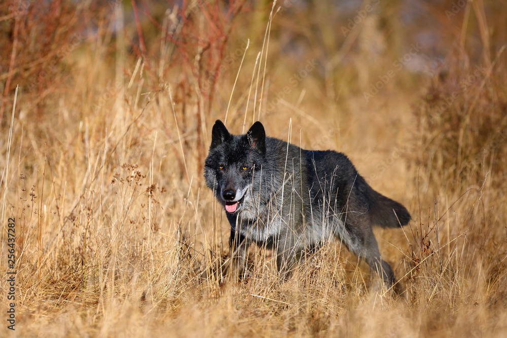 The northwestern wolf (Canis lupus occidentalis) standing in  the forest. The wolf (Canis lupus), also known as the grey/gray or timber wolf.