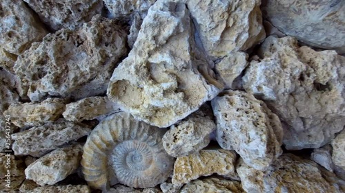 Texas Limestone Ammonites.