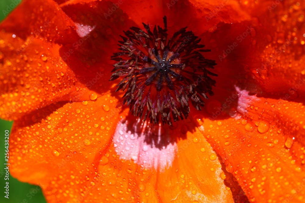 Poppy flowers meadow and nice sunset scene