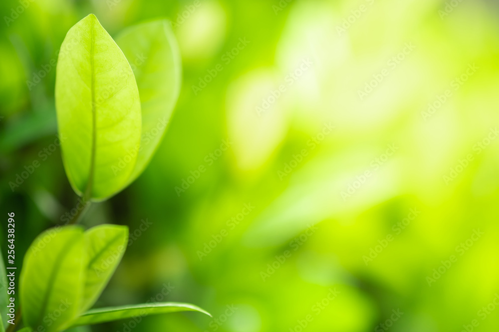 Close up beautiful view of nature green leaves on blurred greenery tree background with sunlight in public garden park. It is landscape ecology and copy space for wallpaper and backdrop. Close up beautiful view of nature green leaves on blurred greenery tree background with sunlight in public garden park. It is landscape ecology and copy space for wallpaper and backdrop.