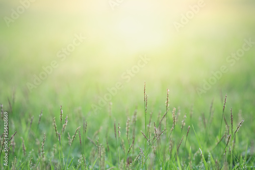 Close up beautiful view of nature green grass on blurred greenery tree background with sunlight in public garden park. It is landscape ecology and copy space for wallpaper and backdrop.