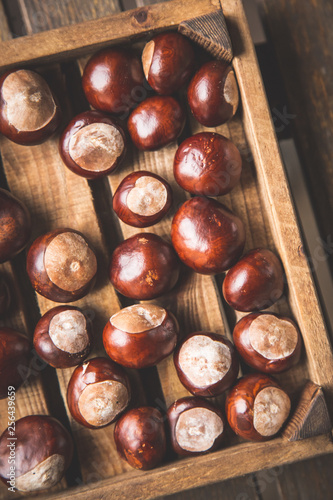 Conkers in wooden box