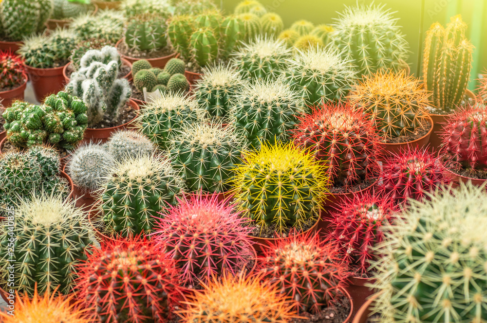 Various colored cacti plants in a greenhouse. Various cacti on the shelf in the store. Various colored cacti plants in a greenhouse. Various cacti on the shelf in the store.